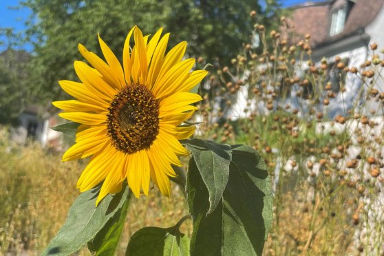 Sonnenblume, Raps, Lupine & Co.: Öl und Eiweiss liefernde Pflanzen