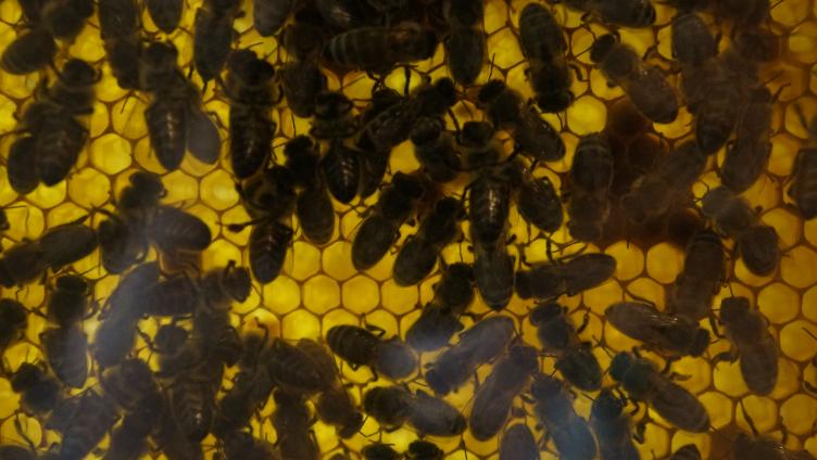 Honigsüss und bienenfleissig