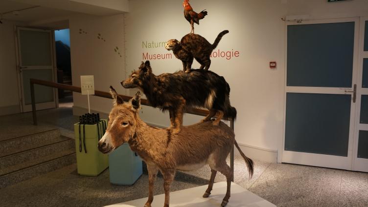 Grimms Tierwelt im Naturmuseum Thurgau