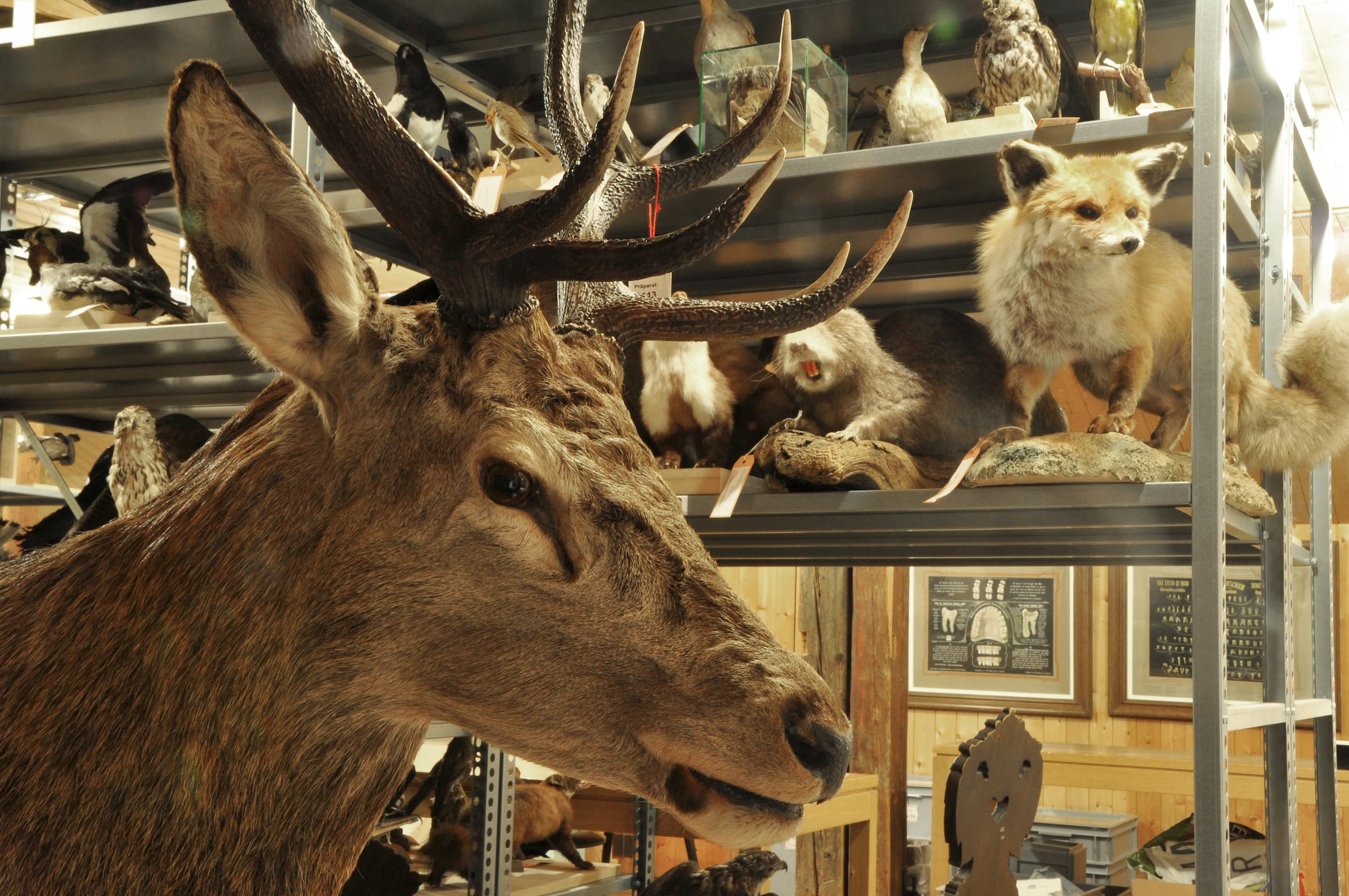 Blick ins Sammlungsdepot des Naturmuseum Thurgau