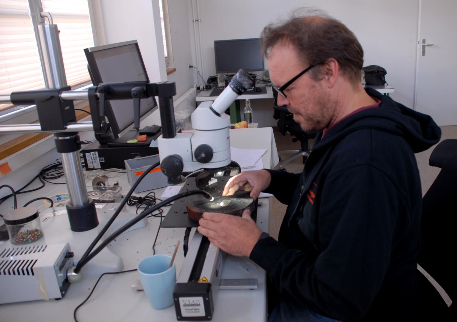 Der Dendrochronologe Willy Tegel bei der Jahrring-vermessung eines prähistorischen Eichenpfahls.