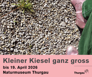 (medium) Naturmuseum: Kiesel