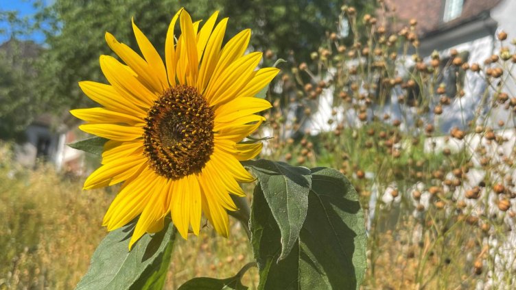Sonnenblume, Raps, Lupine & Co.: Öl und Eiweiss liefernde Pflanzen