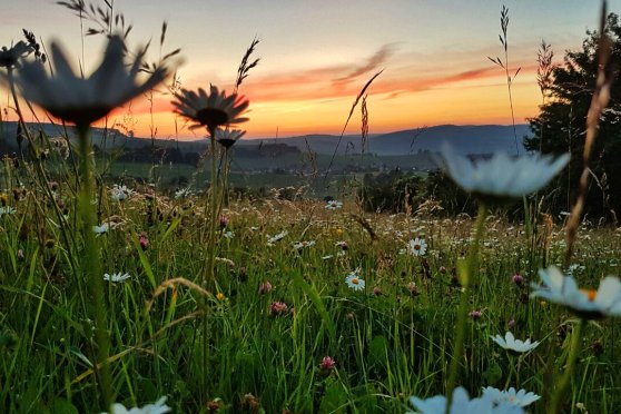 Die Wiese – Ein Paradies nebenan