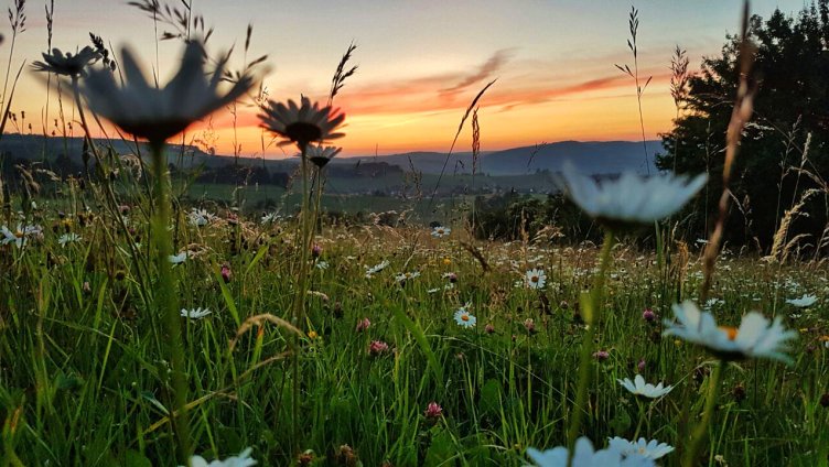 Die Wiese – Ein Paradies nebenan