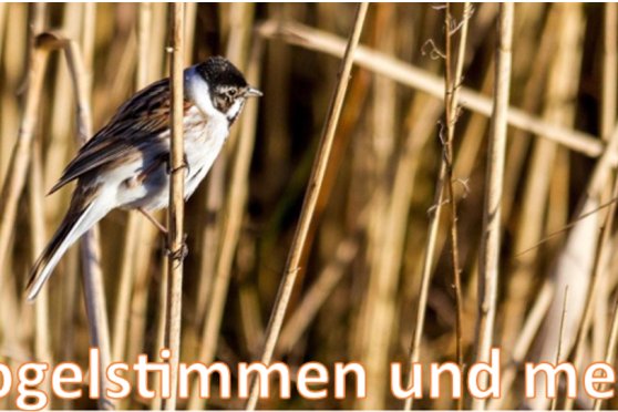 Bommer Weiher: Vogelstimmen und mehr