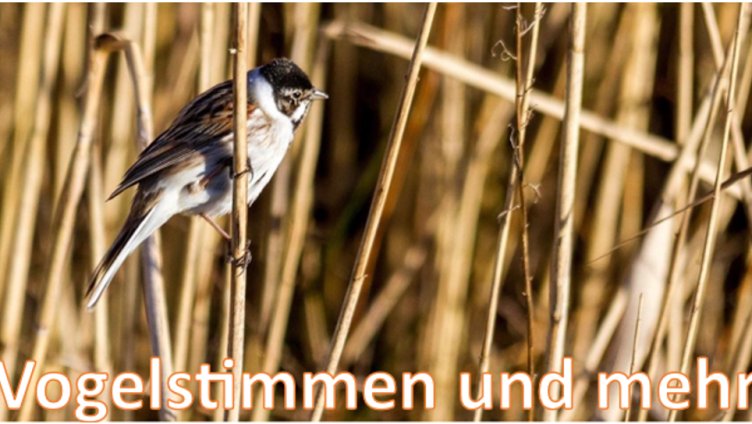 Bommer Weiher: Vogelstimmen und mehr