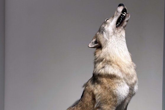 Loup & Co.: Le défi des grands prédateurs