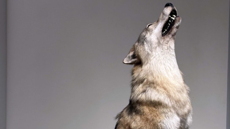 Loup & Co.: Le défi des grands prédateurs