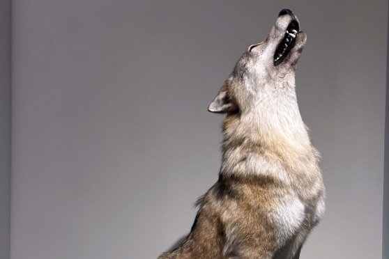 Wolf & Co.: The challenge of large carnivores