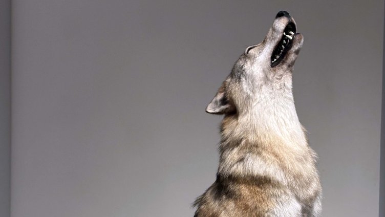 Wolf & Co.: The challenge of large carnivores