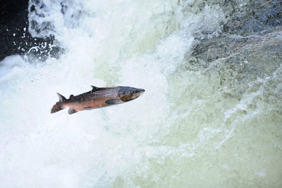 Fluss frei für den Lachs