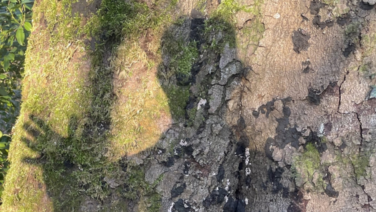 Simon Weiland: Im Wald