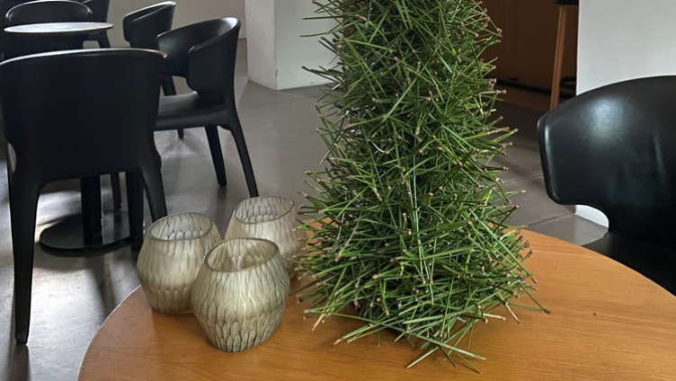 Föhrennadelobjekt herstellen mit anschliessendem Essen