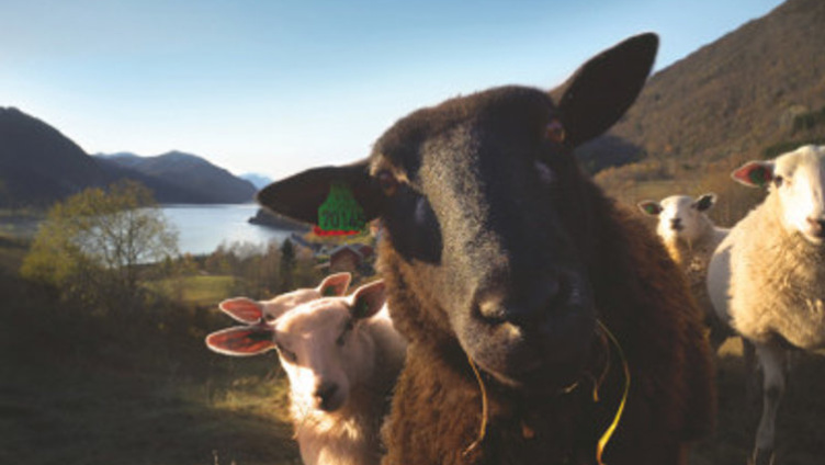 Woolly – Schaf dir das Glück