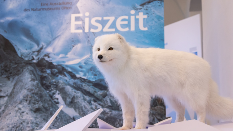 «Der Eiszeit auf der Spur»