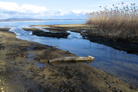 Exkursion am Münsterlinger Seeufer