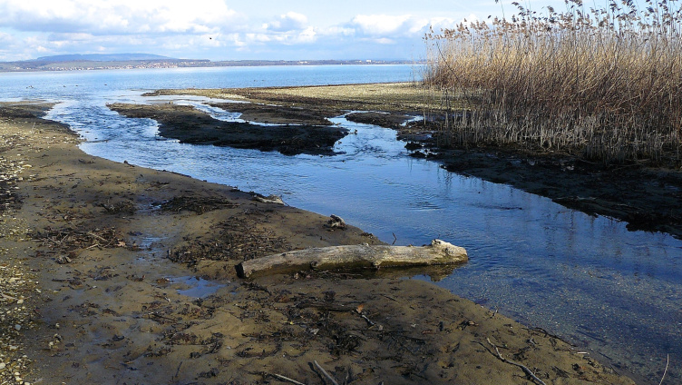 Exkursion am Münsterlinger Seeufer