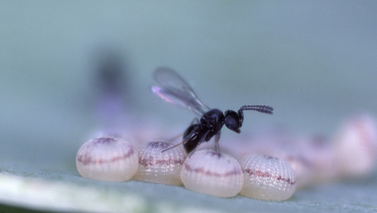 Schlupfwespen - Rezepte ihres Erfolges