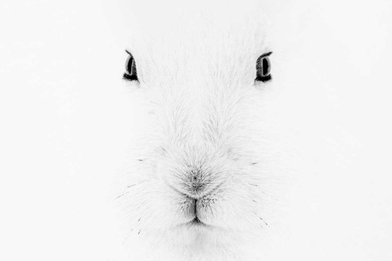 Marco Ronconi «Chiaro Scuro»