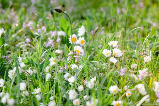 Biodiversität im Schulmuseum Thurgau, Amriswil