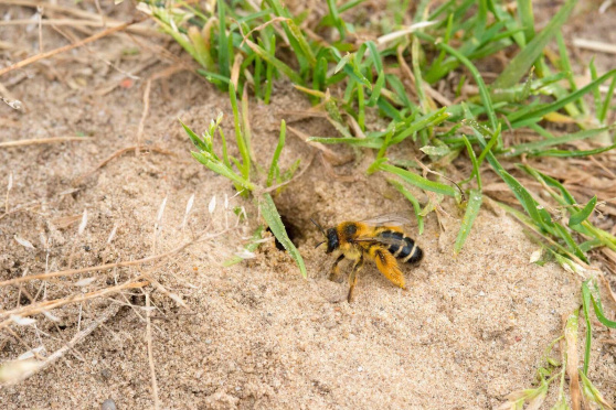 Biodiversität im Schulmuseum Thurgau, Amriswil