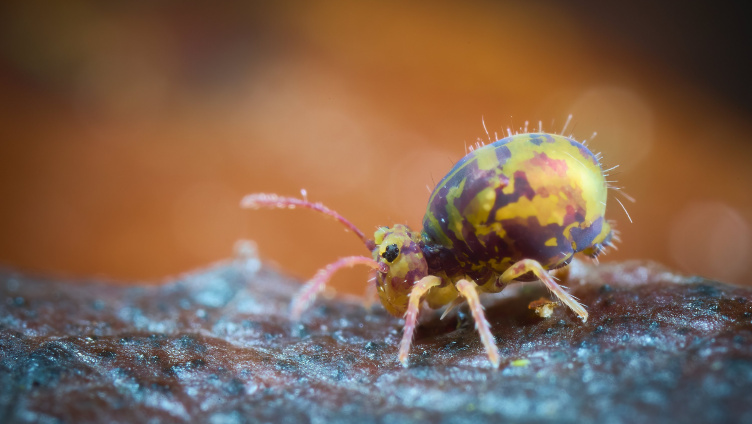 Winzlinge ganz groß. Eine Foto-Safari auf einem Quadratmeter Konstanz