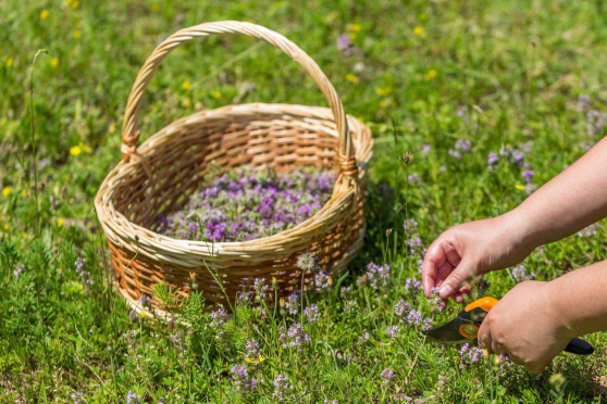 Wildkräuterküche im Frühling