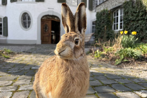 Den Hasen hinterher - Osterwettbewerb mit tollen Preisen