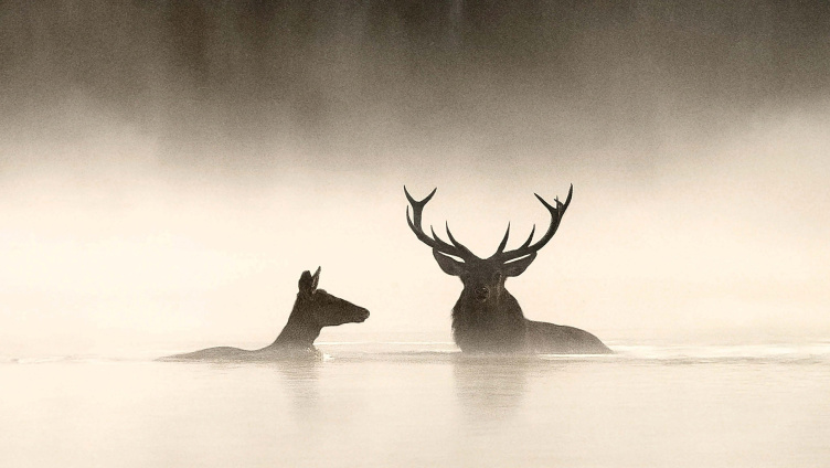 Le Chant des forêts