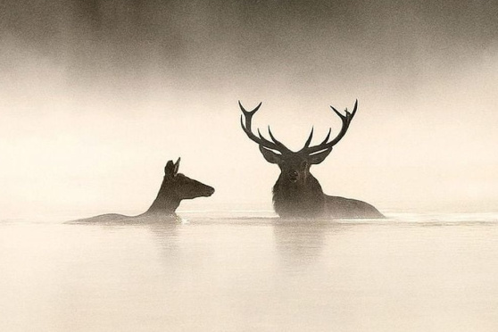 Le chant des forêts – Das Flüstern der Wälder