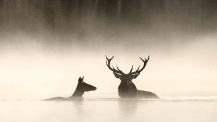 Le chant des forêts