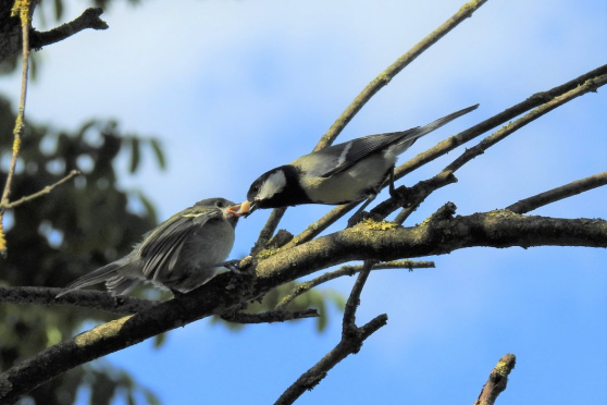 Gartentag 2026 - VSK Kreuzlingen