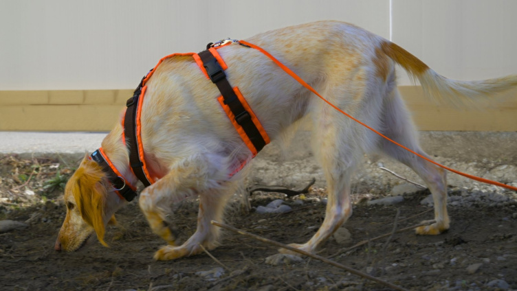 Dem Igel auf der Spur – Igelspürhunde im Einsatz