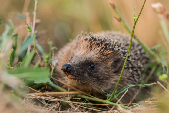 Tier des Jahres 2026 – Pro Natura: Der Igel - Nachbar und Wildtier