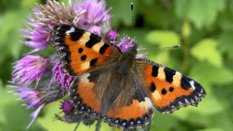 Schmetterlinge aufziehen für Fortgeschrittene