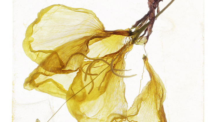 Brigitte Lustenberger. A Gaze of One’s Own