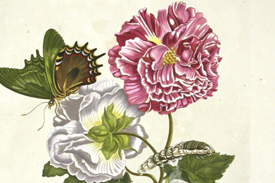 Museumssonntag: Die Blüten von Maria Sibylla Merian