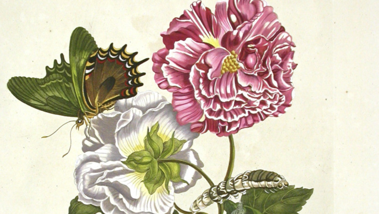 Museumssonntag: Die Blüten von Maria Sibylla Merian