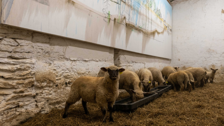 Ausstellungs- und Bauernhofrundgang - Fabrice Hyber – Homme de Terre