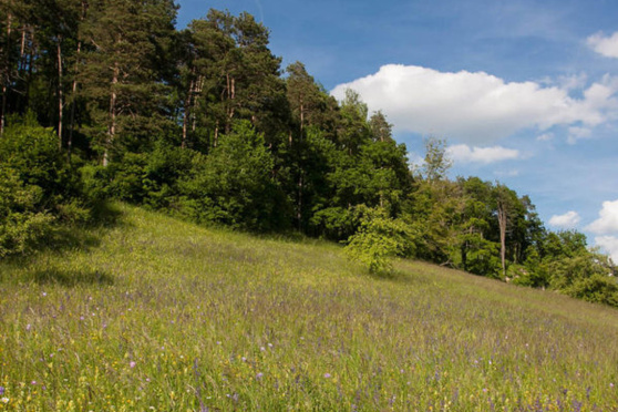 Exkursion ins Naturschutzgebiet Immenberg