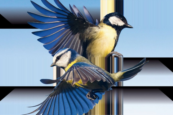 Der Vogelhändler