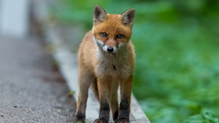 Wildtiere in der Stadt: auf den Spuren unserer wilden Nachbarn