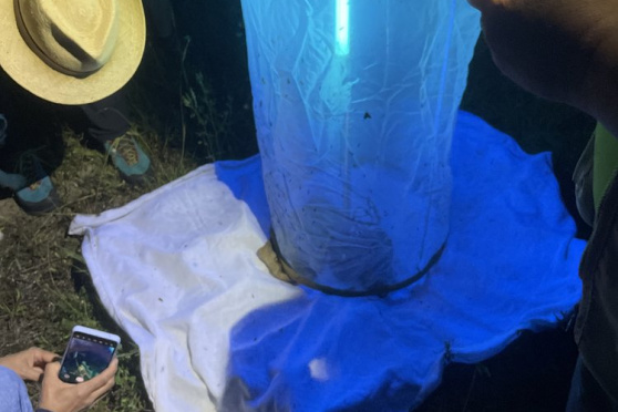 Nachtfalter und andere Insekten mit Andreas Kopp erforschen