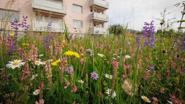 Blumenwiesen anlegen und pflegen