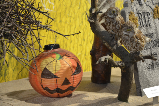 Halloween-Tiere
