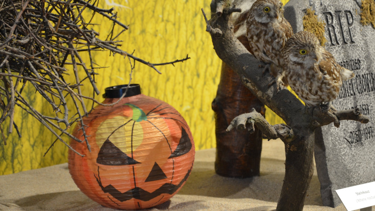 Halloween-Tiere