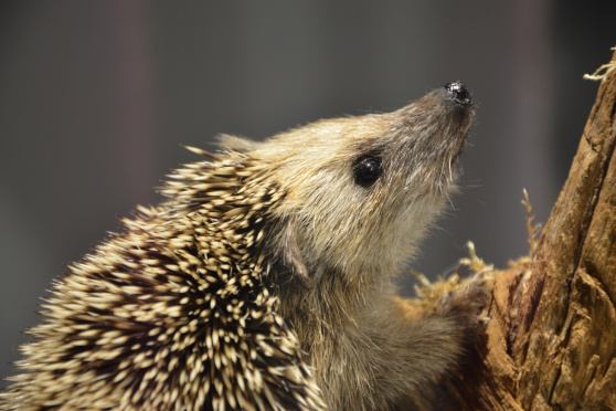 Familiennachmittag «Igel»