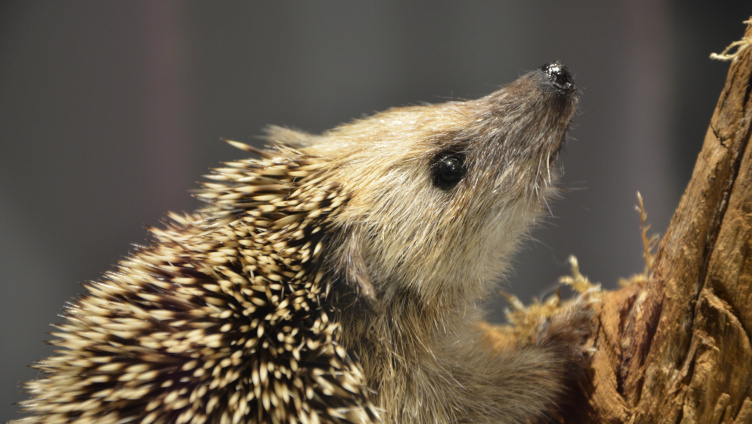 Familiennachmittag «Igel»