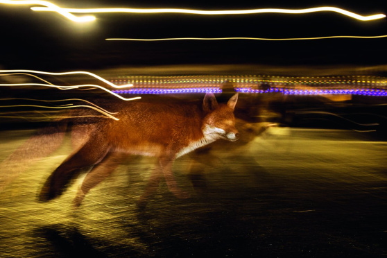 Der Fuchs – Meister der Anpassung